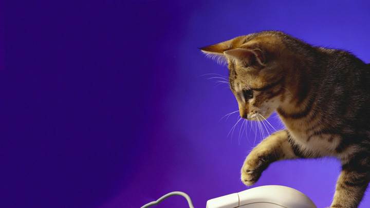 Cat Using A Mouse